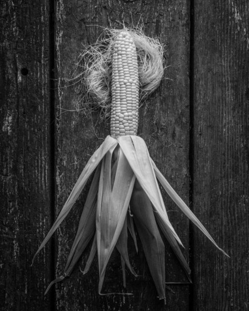 Fine art portrait of farm-fresh corn, harvested in California's Central Valley